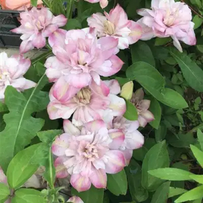 Клематис ИННОСЕНТ БЛАШ в Гродно