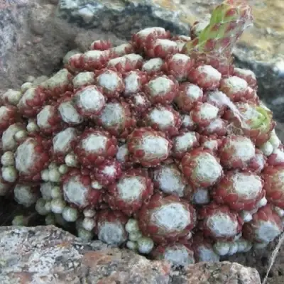 Молодило ГНАФАЛИУМ в Гродно