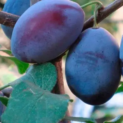 Слива СМОЛИНКА в Гродно