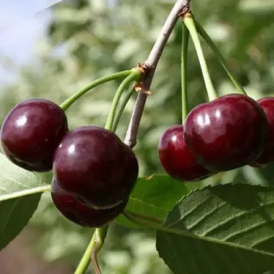 Вишня ЖАДАНА в Гродно