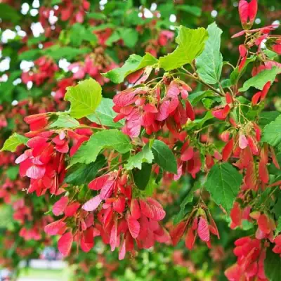 Клен татарский в Гродно