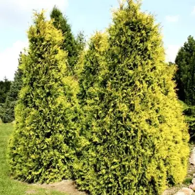 Туя САЛЛАНД западная в Гродно