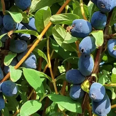 Жимолость съедобная КЛУБНИЧНАЯ СЕНСАЦИЯ в Гродно