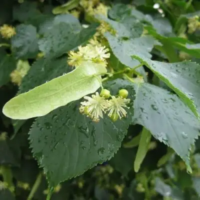 Липа мелколистная в Гродно