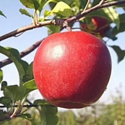 Яблоня ЛИГОЛ в Гродно