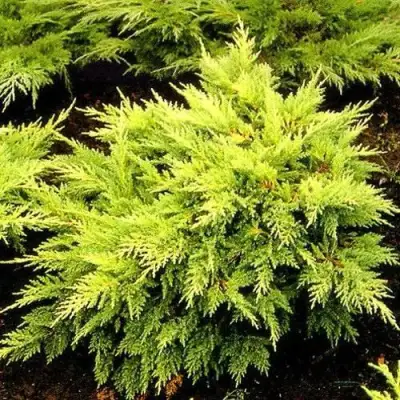Можжевельник МОРДИГАН ГОЛД средний в Гродно