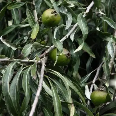 Груша ИВОЛИСТНАЯ в Гродно