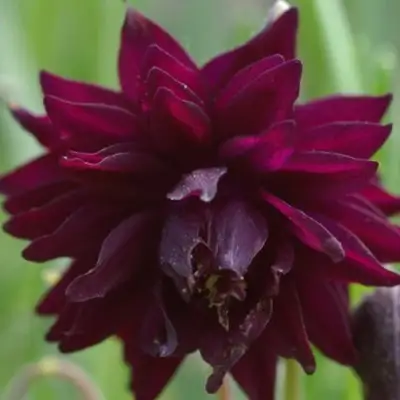 Аквилегия БАРЛОУ БОРДО обыкновенная в Гродно