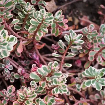 Очиток (седум) ТРИКОЛОР ложный в Гродно