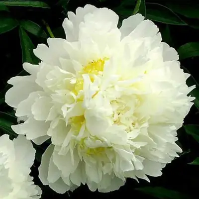 Пион ЗОЛОТОЙ ОРЕОЛ травянистый в Гродно