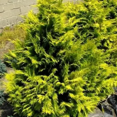 Кипарисовик ГОЛДЕН ВОНДЕР лавсона в Гродно