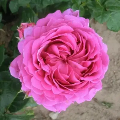 Роза АНУШКА чайно-гибридная в Гродно