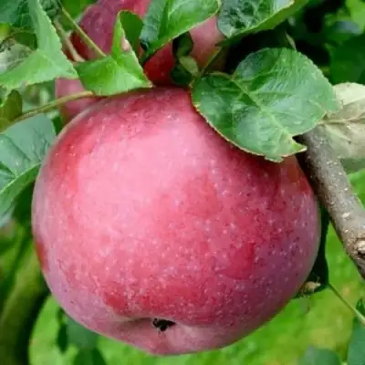 Яблоня ЕСЕНИЯ колонновидная в Гродно