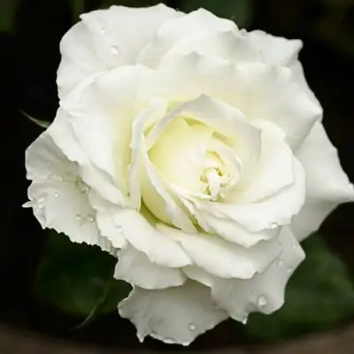 Роза МОНДИАЛЬ чайно-гибридная в Гродно