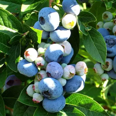 Голубика ВЕЙМУТ в Гродно