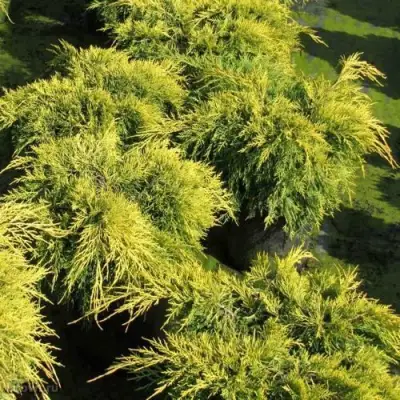 Можжевельник КИНГ ОФ СПРИНГ средний в Гродно