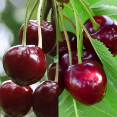 Комплект ВИШНЕВЫЙ ТАНДЕМ в Гродно