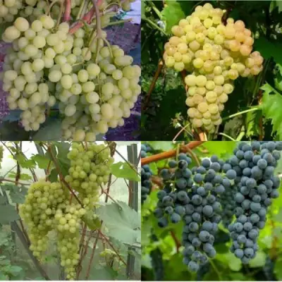 Комплект ВИНОГРАДНАЯ РАДУГА в Гродно