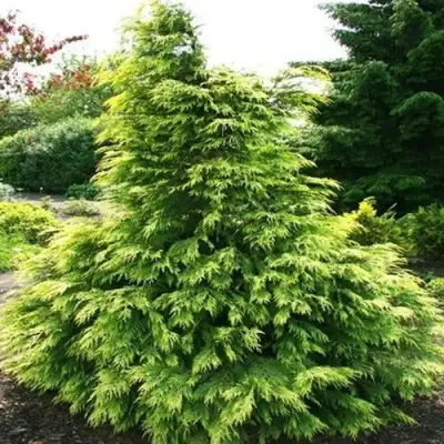 Кипарисовик САНКИСТ лавсона в Гродно