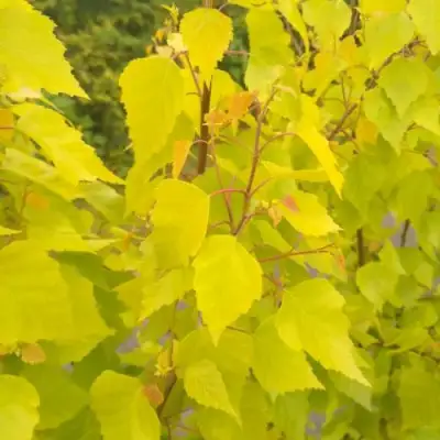 Берёза ГОЛДЕН ОБЕЛИСК повислая  в Гродно