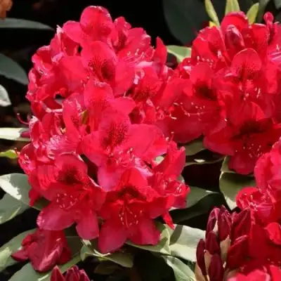 Рододендрон МАТАДОР в Гродно