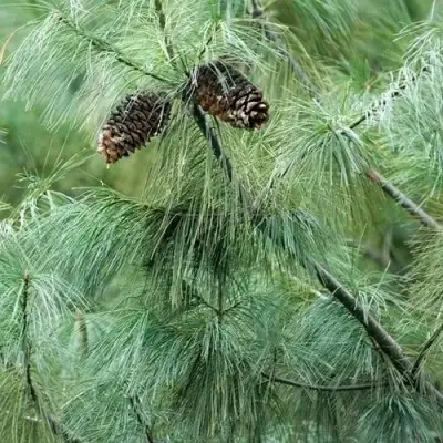 Сосна АРМАНДИ в Гродно