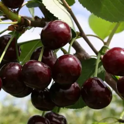 Дюк ИВАНОВНА в Гродно