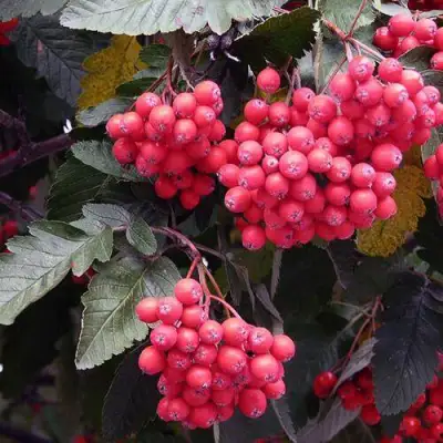 Рябина БОЯРЫШНИКОПЛОДНАЯ сладкоплодная в Гродно