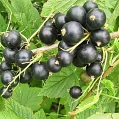 Смородина чёрная ЧЁРНЫЙ АИСТ в Гродно