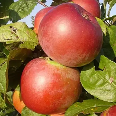 Яблоня АКСАМИТ в Гродно