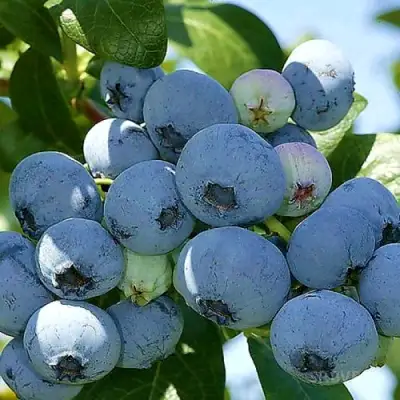 Голубика НУИ в Гродно