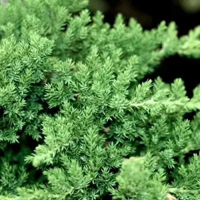 Можжевельник НАНА лежачий в Гродно