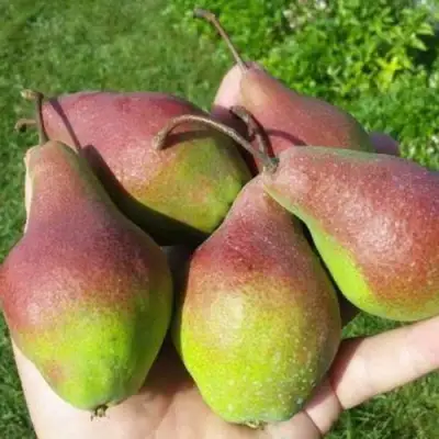 Груша ЯКОВЛЕВСКАЯ в Гродно