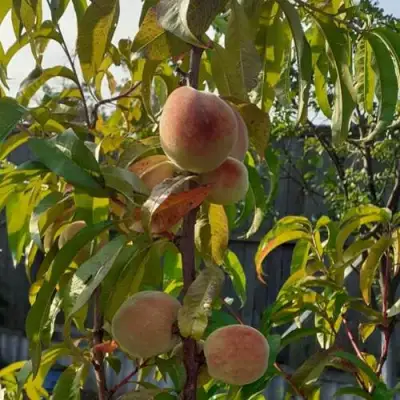 Персик ЕЛГАВСКИЙ в Гродно