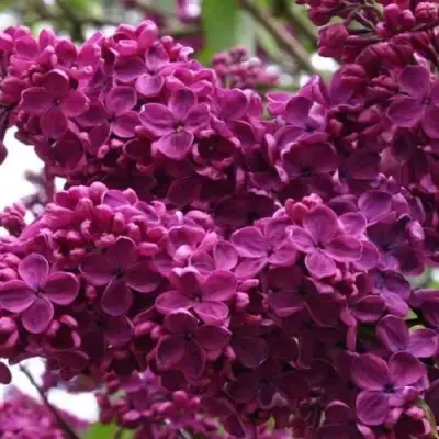 Сирень ЧАРЛЬЗ ДЖОЛИ в Гродно