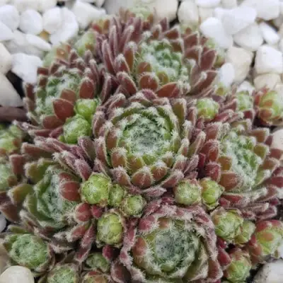 Молодило МОРКЕРС МЕРИТ в Гродно