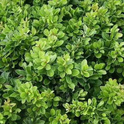 Барбарис КОБОЛЬД тунберга в Гродно