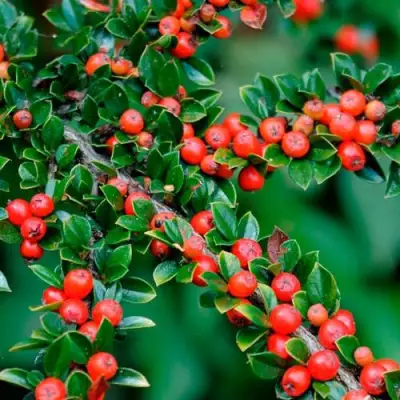 Кизильник горизонтальный в Гродно