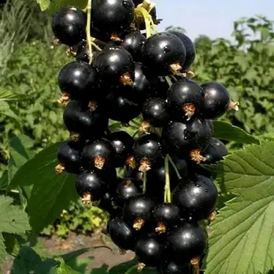 Смородина чёрная ВИНОГРАДНАЯ в Гродно