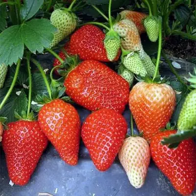 Клубника РОКСАНА в Гродно