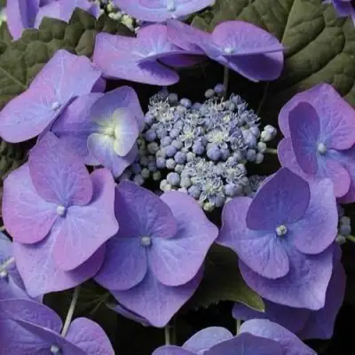 Гортензия БЛАУМАЙС (БЛАУМАЙЗЕ) крупнолистная в Гродно