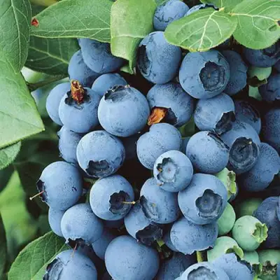 Голубика КОВИЛЛ в Гродно