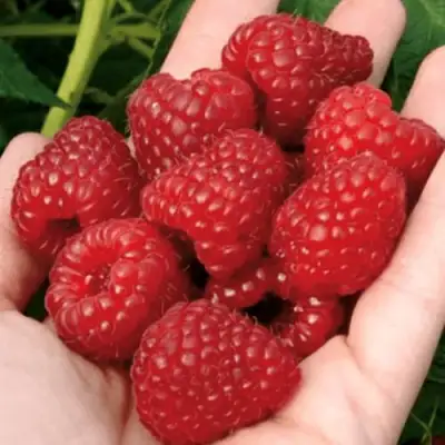 Малина РУБИФОЛ в Гродно