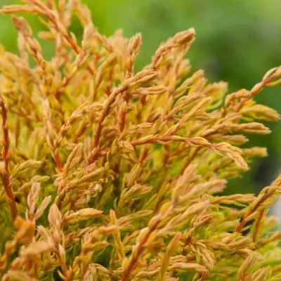 Туя ГОЛДЕН ТАФФЕТ западная в Гродно