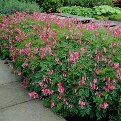 Дицентра изящная в Гродно