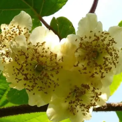 Актинидия АТЛАС (МУЖСКОЙ) киви в Гродно