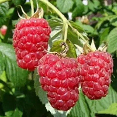 Малиновое дерево ТАРУСА в Гродно