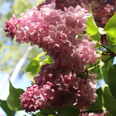 Сирень МЕДОВЫЙ СПАС в Гродно