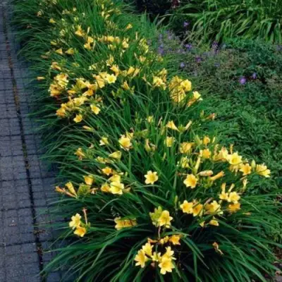 Лилейник СТЕЛЛА ДЕ ОРО гибридный в Гродно