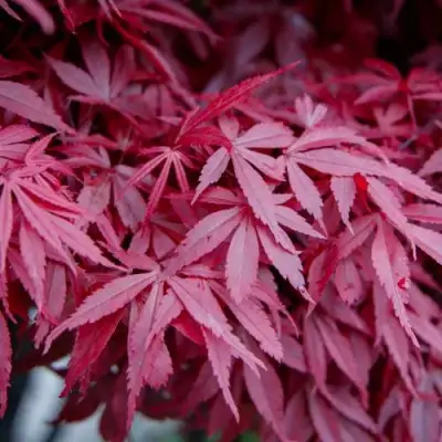 Клен дланевидный АТРОПУРПУРЕУМ в Гродно